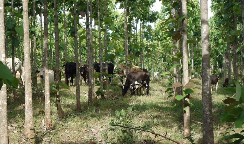 Rondônia já registrou mais de 100 mil imóveis rurais no Cadastro Ambiental Rural