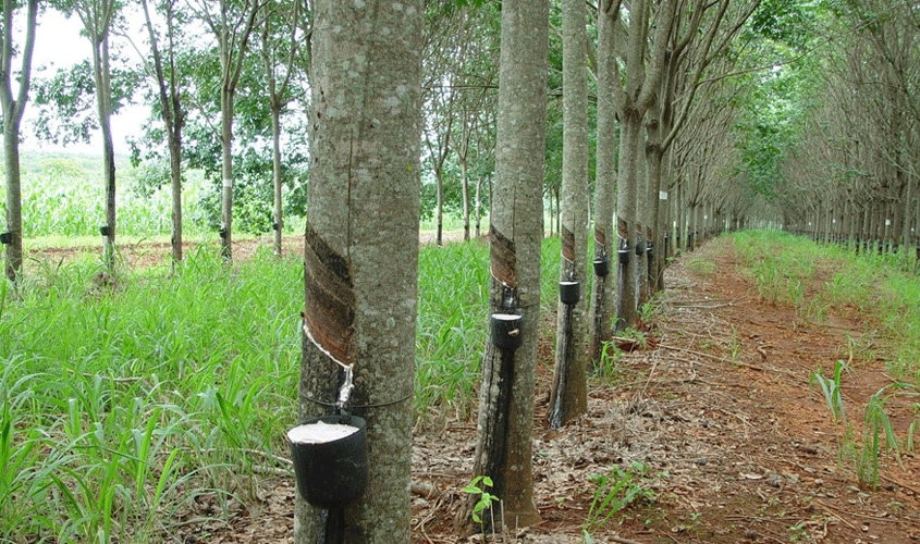 RONDÔNIA: Extrativistas de borracha natural recebem subvenção da Conab