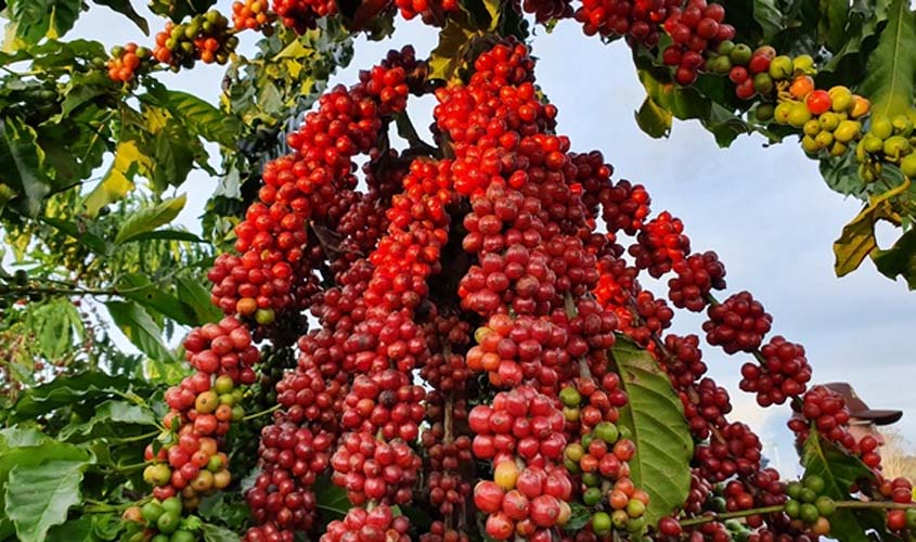 Café Robusta de Rondônia conquista paladar do mundo