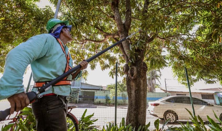 Poda e corte de árvores necessitam de autorização