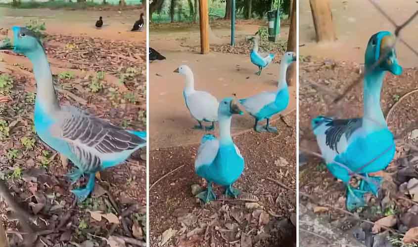 Jundiaí apura vazamento de corante que tingiu aves em parque