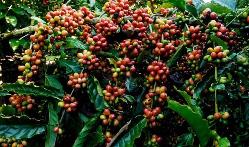 Rondônia dobra em seis anos Valor Bruto da Produção Agropecuária e segue em 2º lugar no ranking da Região Norte
