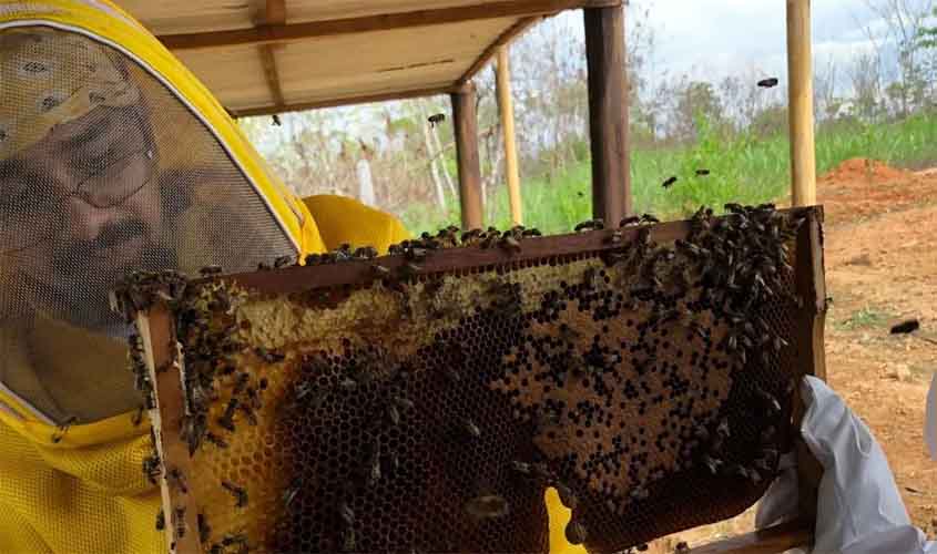 Cadastro de criadores de abelhas busca fortalecer cadeia do mel em Rondônia
