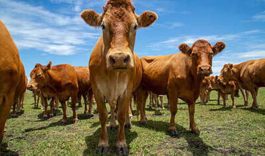 Preços do Boi, Frango e Suíno nesta segunda-feira (16), cotações atualizadas