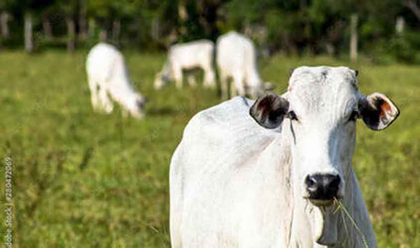 Frango, carcaça suína e suíno vivo apresentam queda nesta quarta-feira (16)