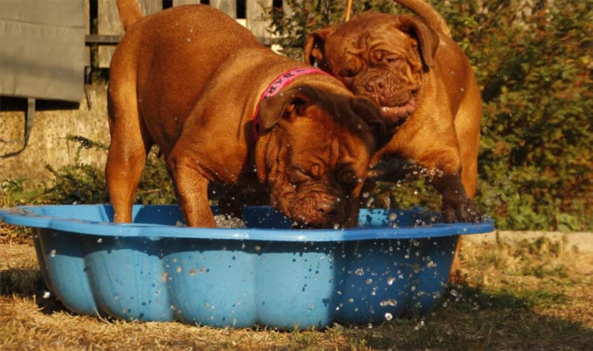 Protegendo cães e gatos do calor e clima seco: Veterinário do CEUB orienta como refrescar pets