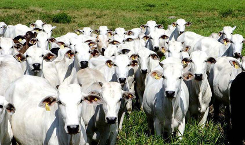 Boi gordo registra queda no preço nesta quarta-feira (16)