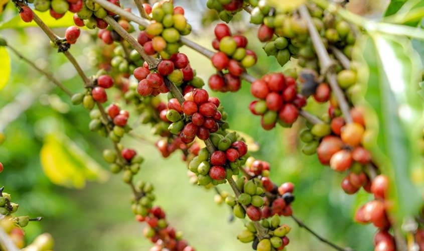 Prefeitura de Porto Velho fortalece cafeicultura, com distribuição de mudas e suporte aos produtores