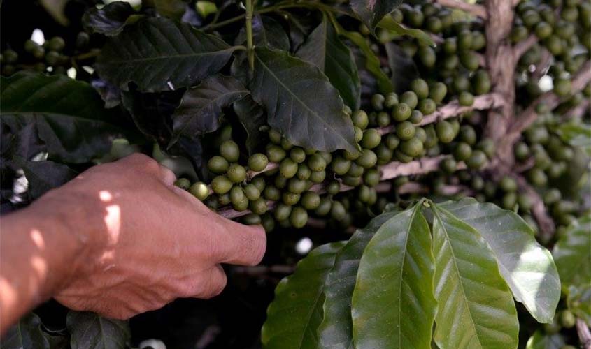 Cafés verdes naturais são exportados ao preço médio de US$ 125 e diferenciados a US$ 156 a saca
