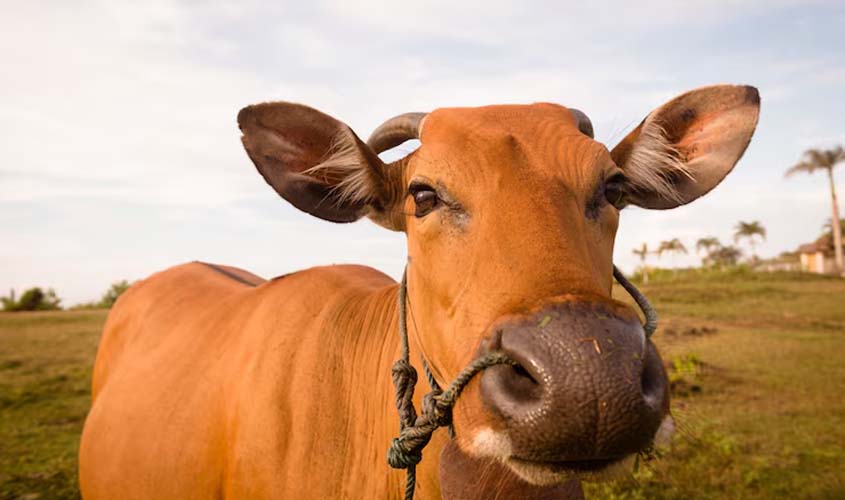Preço do boi gordo hoje: confira as cotações para terça-feira (16)