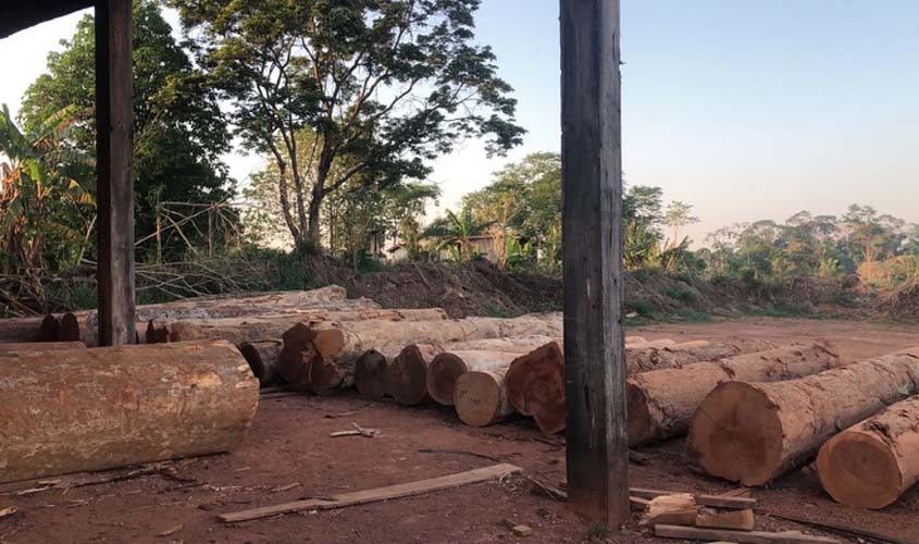 PF apura exploração ilegal de madeira em terras indígenas