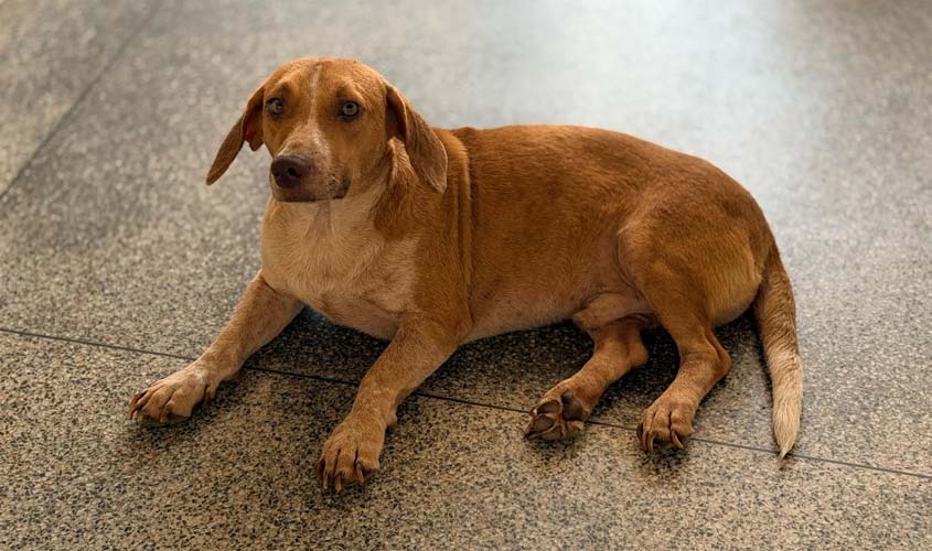 Tuco supera atropelamento e busca uma família