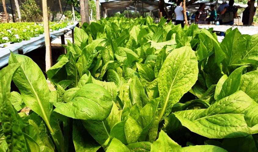 Com ampliação na produção, o mercado de hortaliças hidropônicas está em ascensão