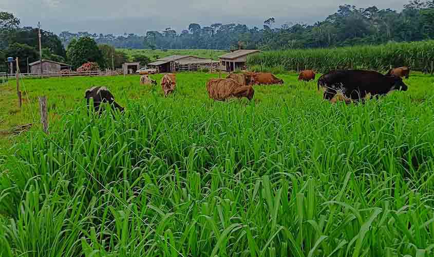 Nota Técnica orienta produtores sobre possíveis riscos da infestação de lagartas nas áreas de pastagens e lavouras