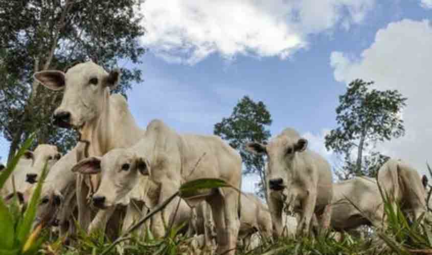 Boi gordo começa semana com redução no preço da arroba