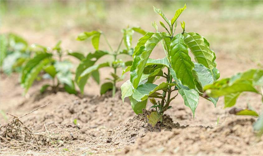 Redano indica mudas de café e calcário a Primavera de RO