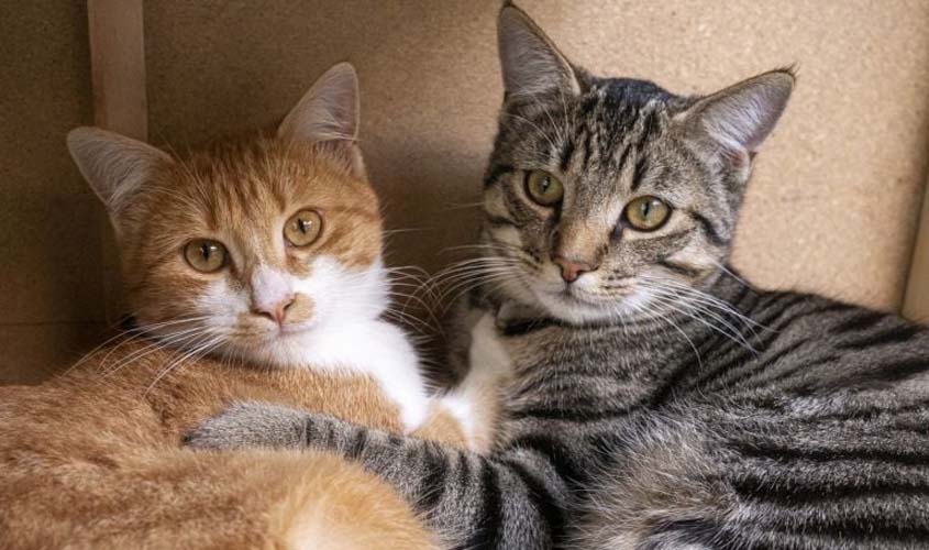 Dia do Gato: Veterinário do CEUB dá dicas de como preservar a saúde dos felinos de estimação