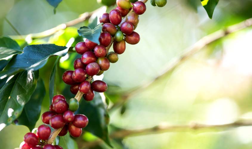 INDICADORES: após dia em baixa, preço do café arábica inicia a sexta-feira (17) com alta de 3,70%