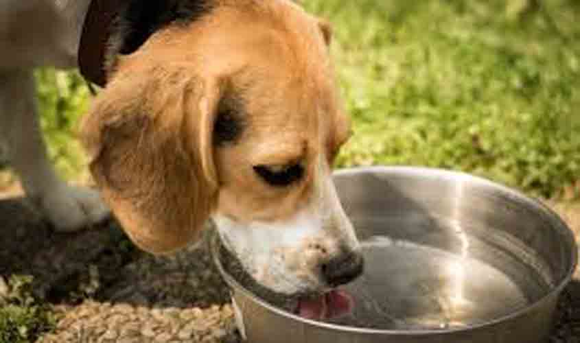 Seu cachorro tem pedras nos rins? Saiba tudo sobre a Doença Renal Crônica pet