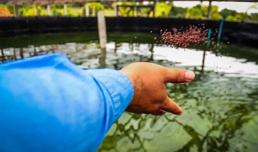 Projeto de piscicultura avança na Fazenda Futuro com mais de 500 alevinos de tambaqui