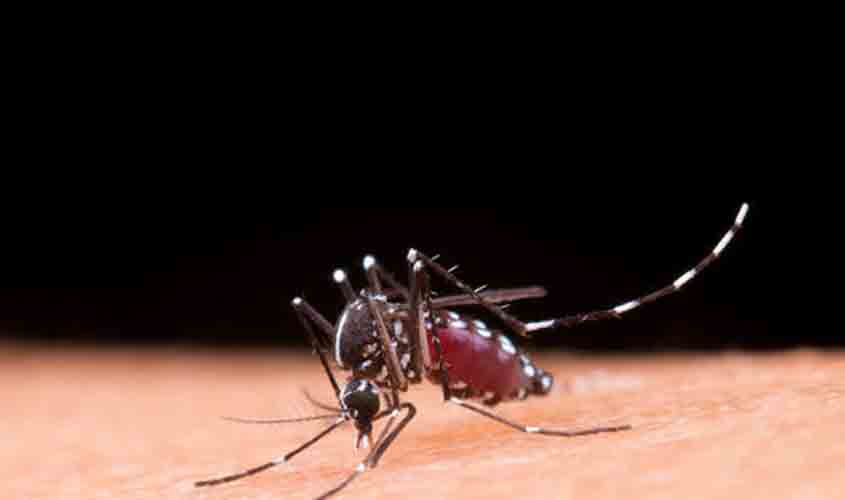 Dengue pode deixar sequelas; veja quais