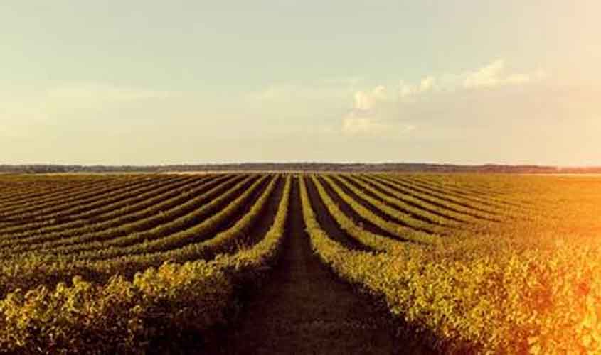 Preço da soja hoje (17): interior do Paraná tem queda, enquanto Paranaguá registra alta