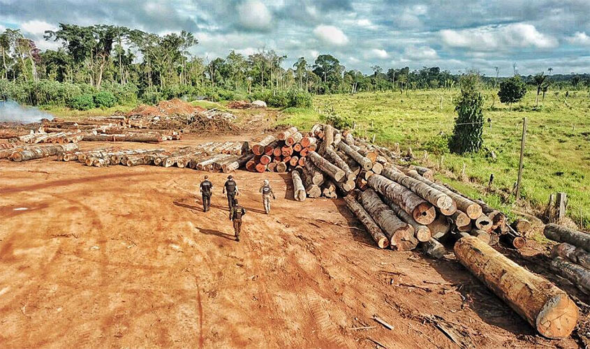 PF desmonta organização criminosa de exploração ilegal de madeira