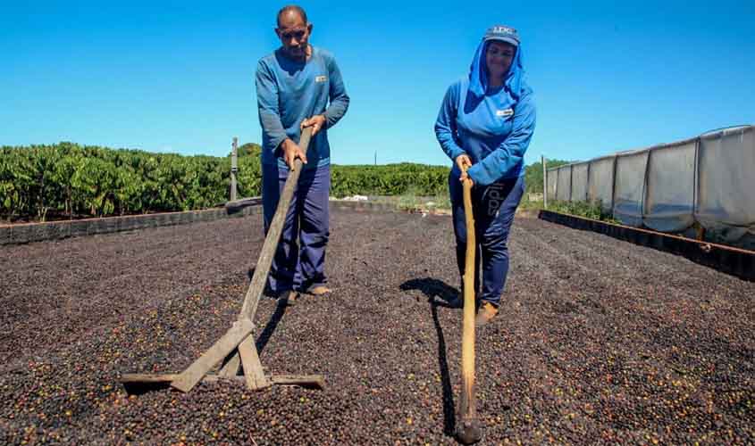 Perseverança, dedicação e apoio do governo de RO transformam a vida de cafeicultores no estado