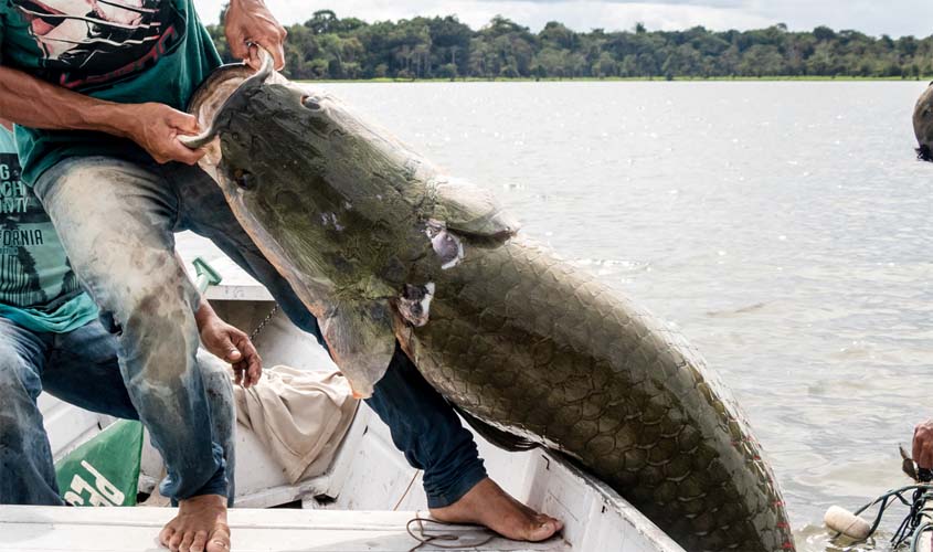 Pirarucu de manejo sustentável da Amazônia rompe fronteira nacional