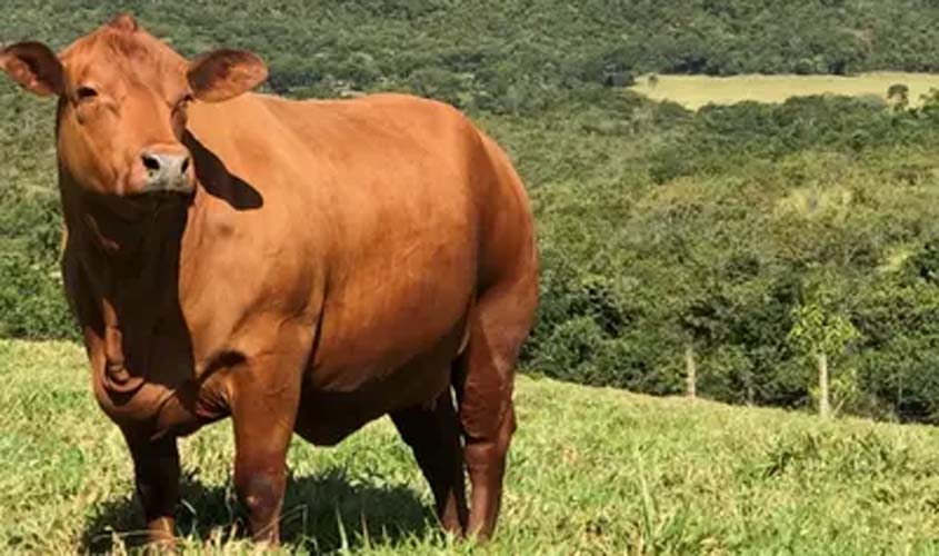 Boi gordo: arroba fica estável a R$ 346,75 em SP