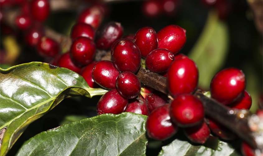 Estimativa da Conab indica redução de 20,5% na safra de café este ano