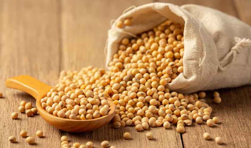 Preço da soja e do trigo hoje: confira as cotações para quarta-feira (17)