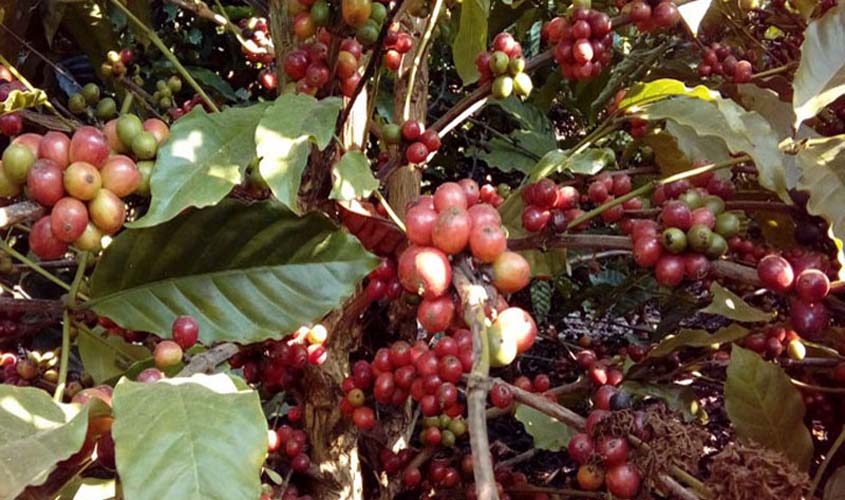 Três cafés de Rondônia estão entre dez finalistas do prêmio Coffee of the Year