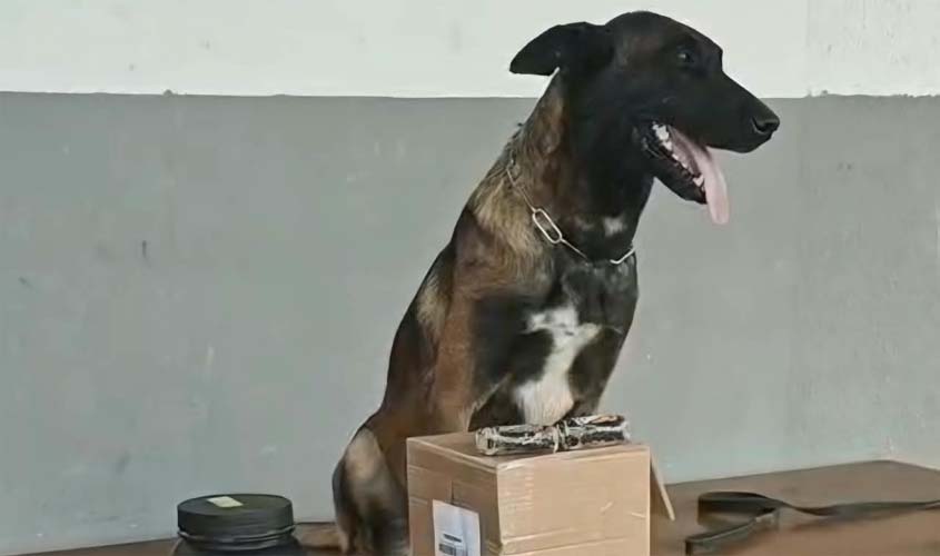 Polícia Civil intercepta drogas em transportadora
