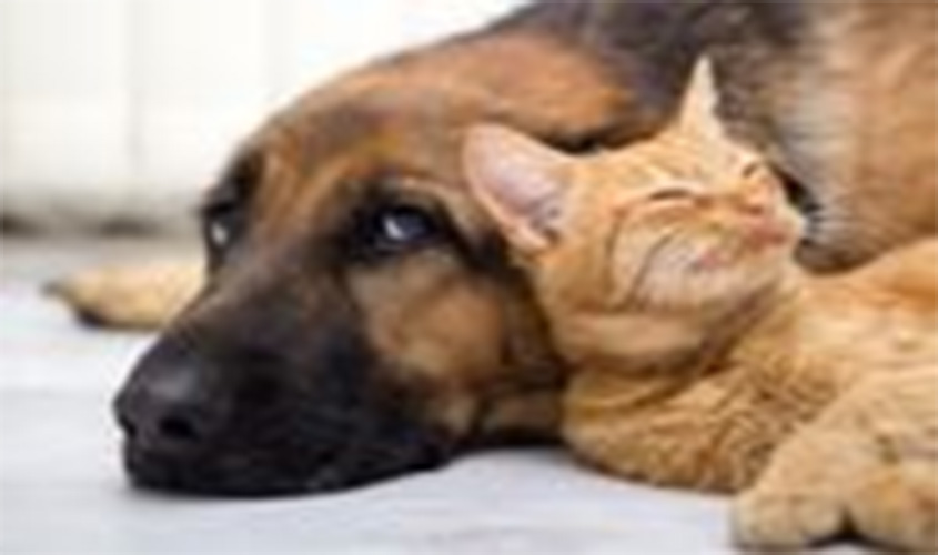 Plenário aprova aumento de pena para quem ferir cães e gatos