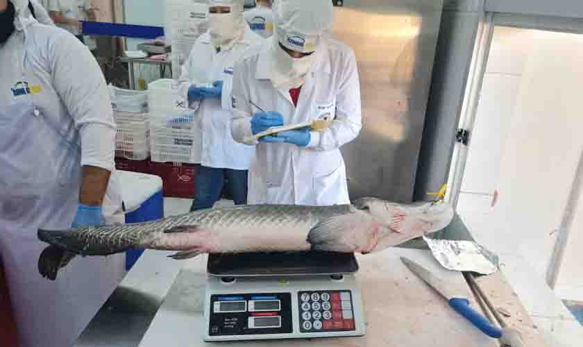 Pesquisa da UNIR aprimora  processo de abate de peixes 