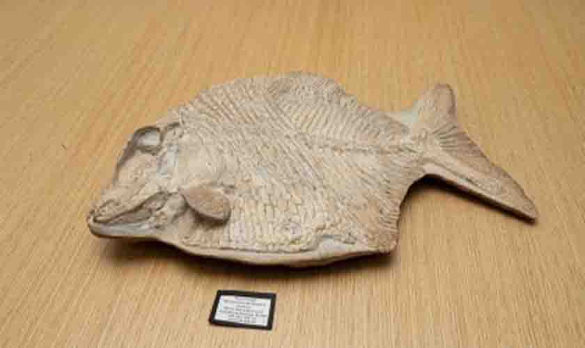 MPF recupera fóssil brasileiro de peixe que viveu há mais de 100 milhões de anos