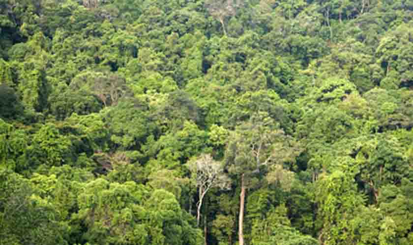 MPF recomenda que Funai realize ações para proteger indígenas isolados no Amazonas e prevenir conflitos com extrativistas e madeireiros