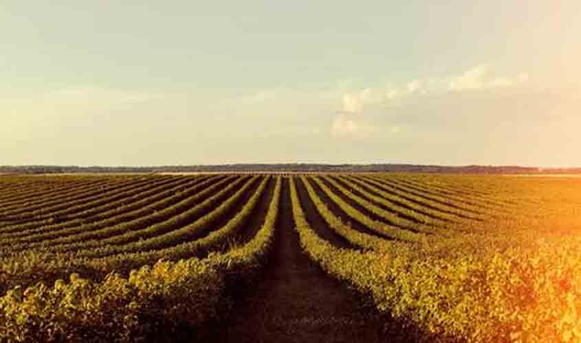 Soja em queda no Paraná