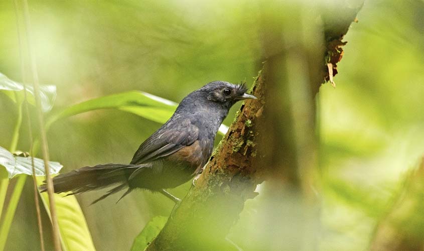 Brasil reconhece sítios para extinção zero