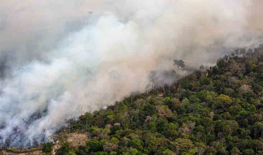 Quatro municípios na região da BR-319 concentram mais da metade da extração ilegal de madeira no Amazonas