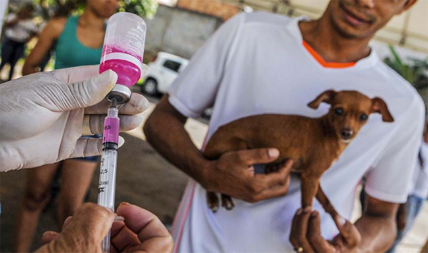 Prefeitura inicia vacinação antirrábica de cães e gatos