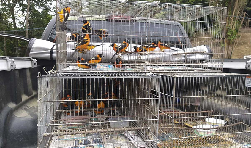 ​​​​​​​Ibama apreende 322 animais silvestres mantidos em cativeiro no interior de Unidade de Conservação em SC