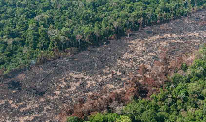 Brasil tem condições de monitorar e combater desmatamento, afirmam especialistas 