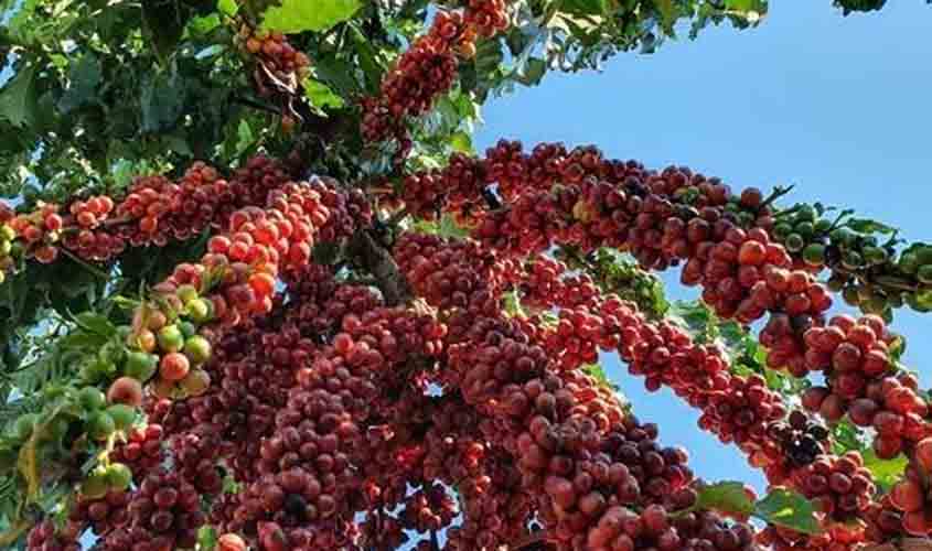 Saca do café arábica sofre segunda alta seguida e é vendida a R$ 2.178