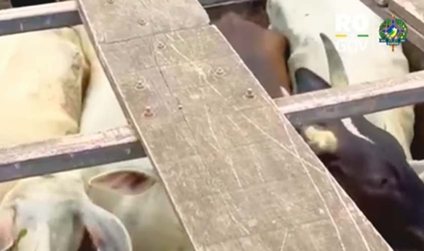 Polícia Civil de RO recupera gado furtado em Buritis