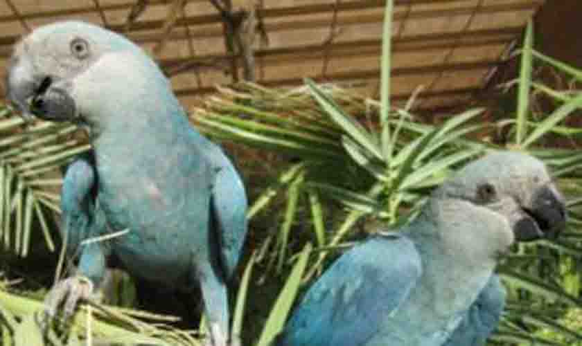 Filhotes de ararinhas-azuis nascem no Brasil após 20 anos de extinção