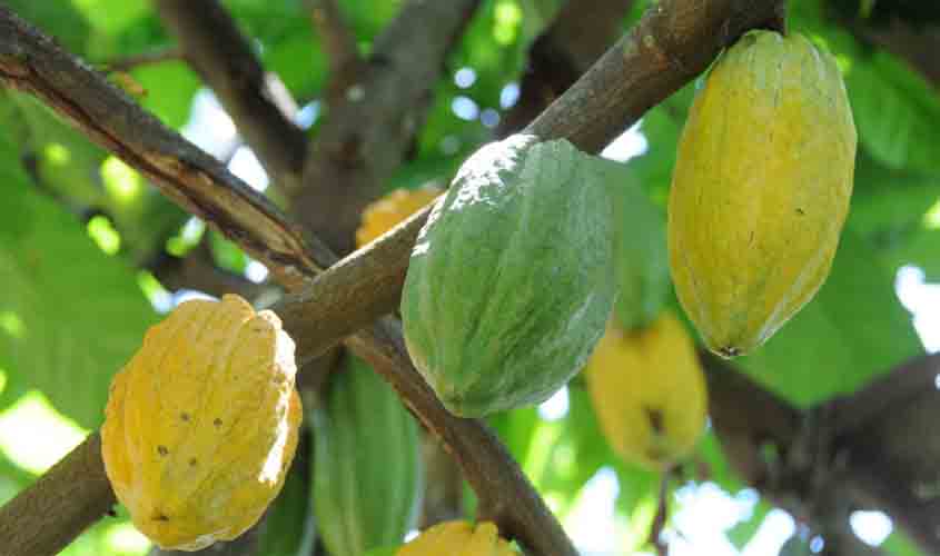 Medidas preventivas contra a monilíase do cacaueiro são intensificadas pela Idaron no Baixo Madeira