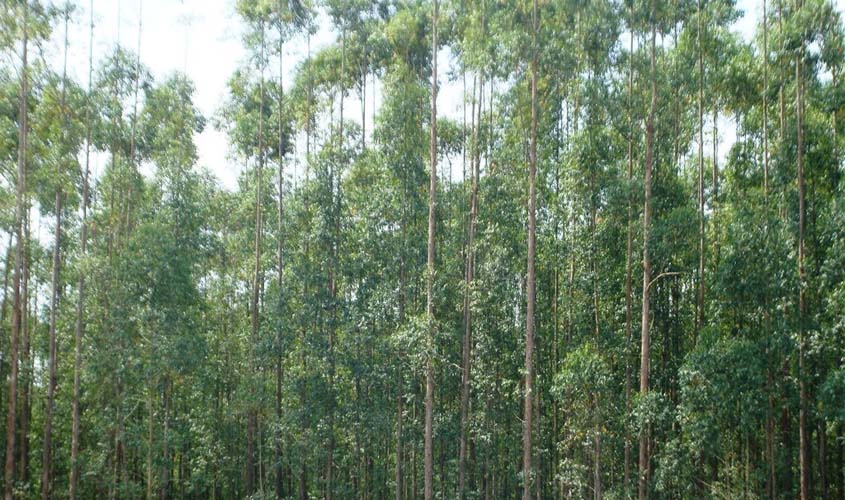 Ministra firma contrato garantindo produção sustentável em floresta 
