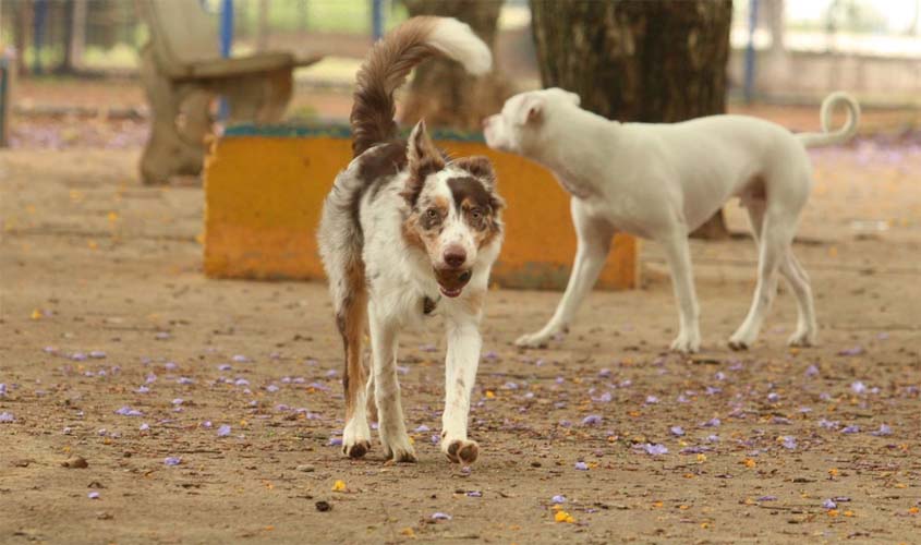 Governo cria grupo de trabalho para proteção dos direitos animais